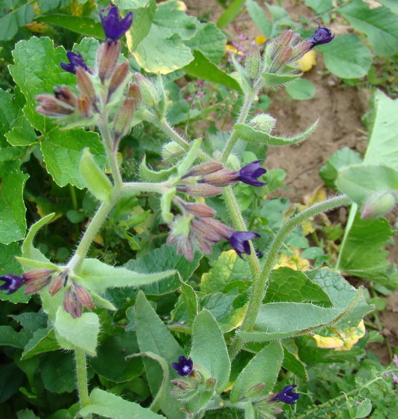 Anchusa officinalis